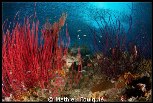 anchovy run_Raja Ampat by Mathieu Foulquié 